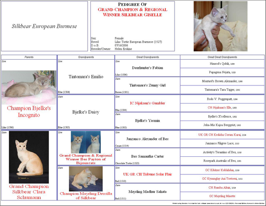 Pedigree of Grand Champion and Regional Winner Silkbear Giselle (Giselle)